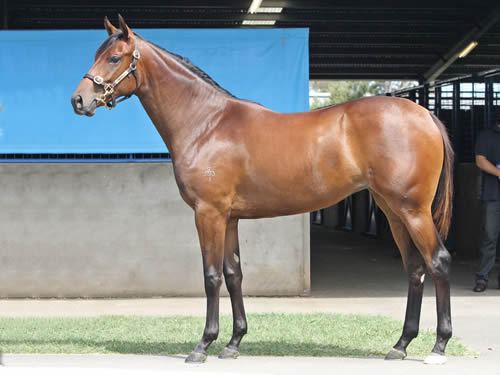 BEL ESPRIT/RAISING HIGH FILLY